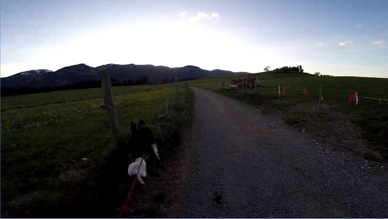 BorderCollie Game Steam CD Key