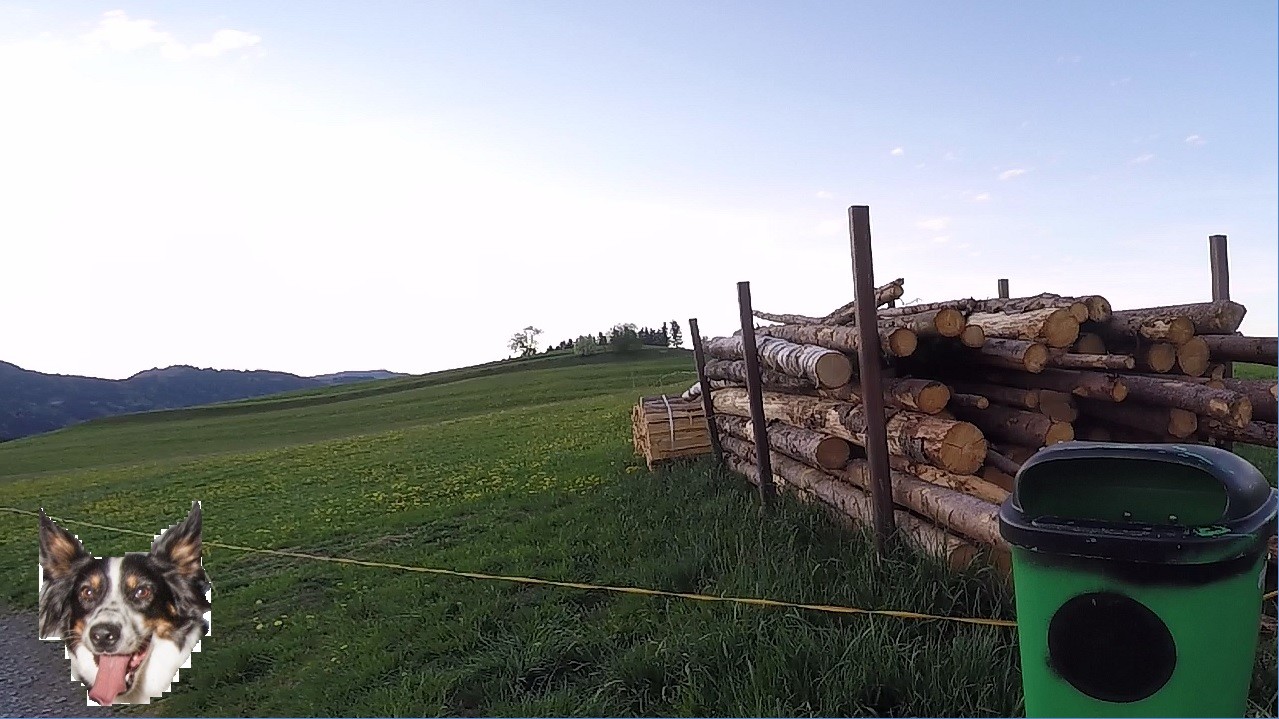 BorderCollie Game Steam CD Key