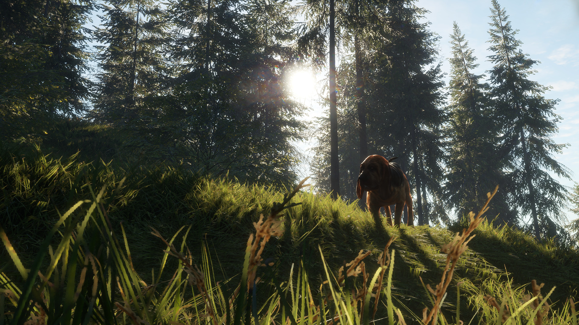 theHunter: Call of the Wild - Bloodhound DLC PC Steam CD Key (valid until March, 2027)