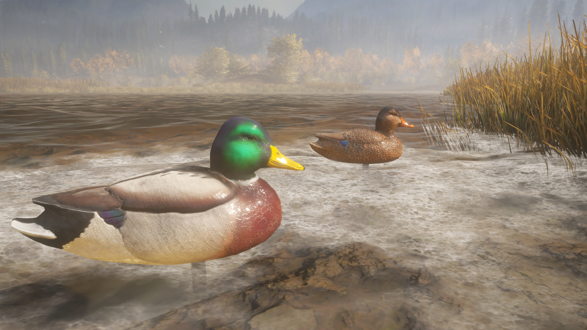 theHunter: Call of the Wild - Duck and Cover Pack DLC PC Steam CD Key (valid until March, 2027)