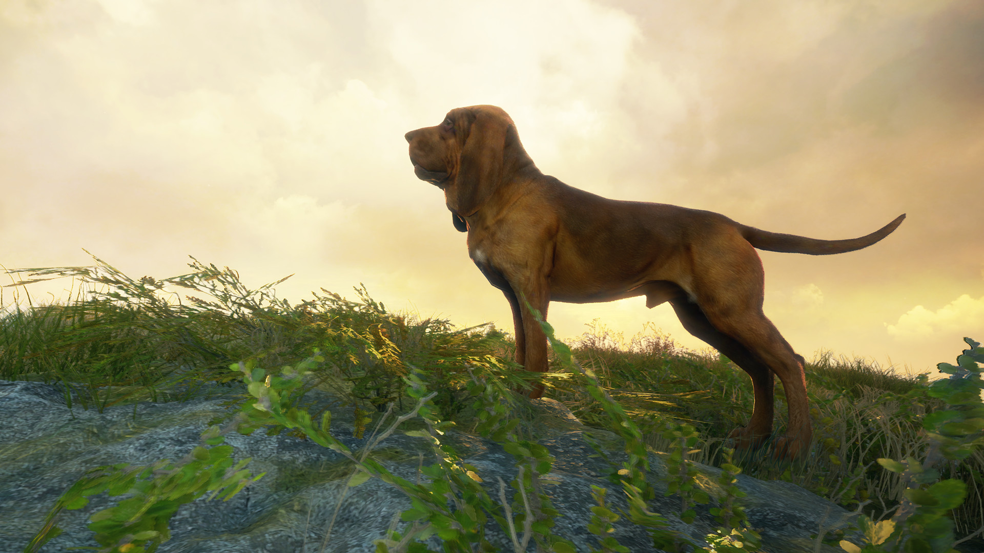 theHunter: Call of the Wild - Bloodhound DLC PC Steam CD Key (valid until March, 2027)